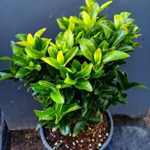 Euonymus japonicus microphyllus