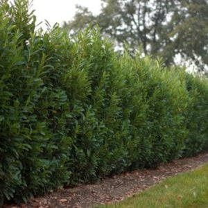 Square Ligustrum