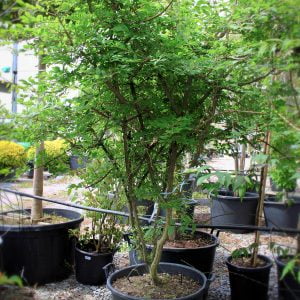 Euonymus Alatus