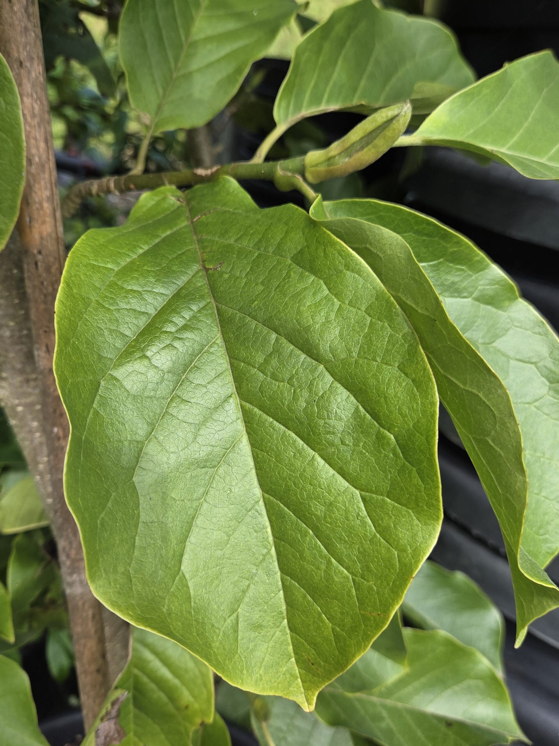 Magnolia_BigDude_01 Magnolia_BigDude_01