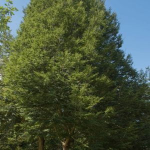 Nothofagus dombeyi