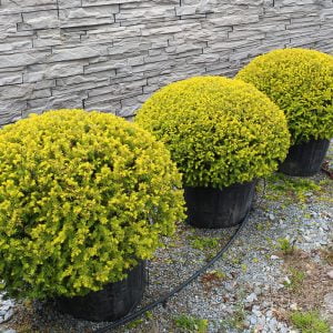 Taxus baccata, wire root balled