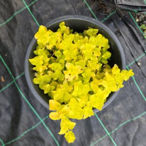 Lysimachia nummularia 'Aurea'