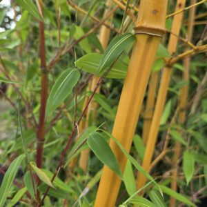 Phyllostachys aur. 'Aureocaulis'