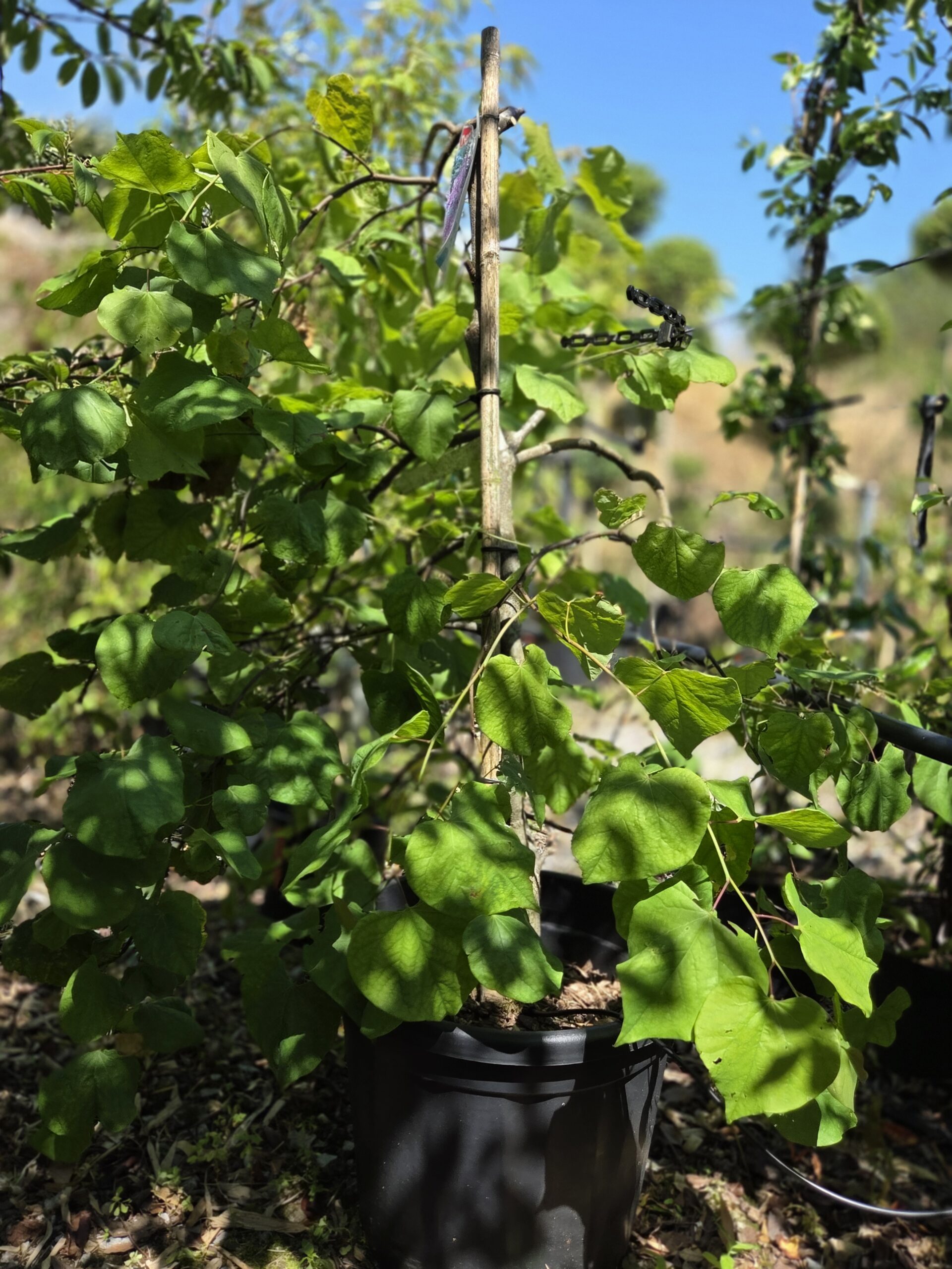 Cercis ‘Lavender Twist_full_01 Cercis ‘Lavender Twist_full_01