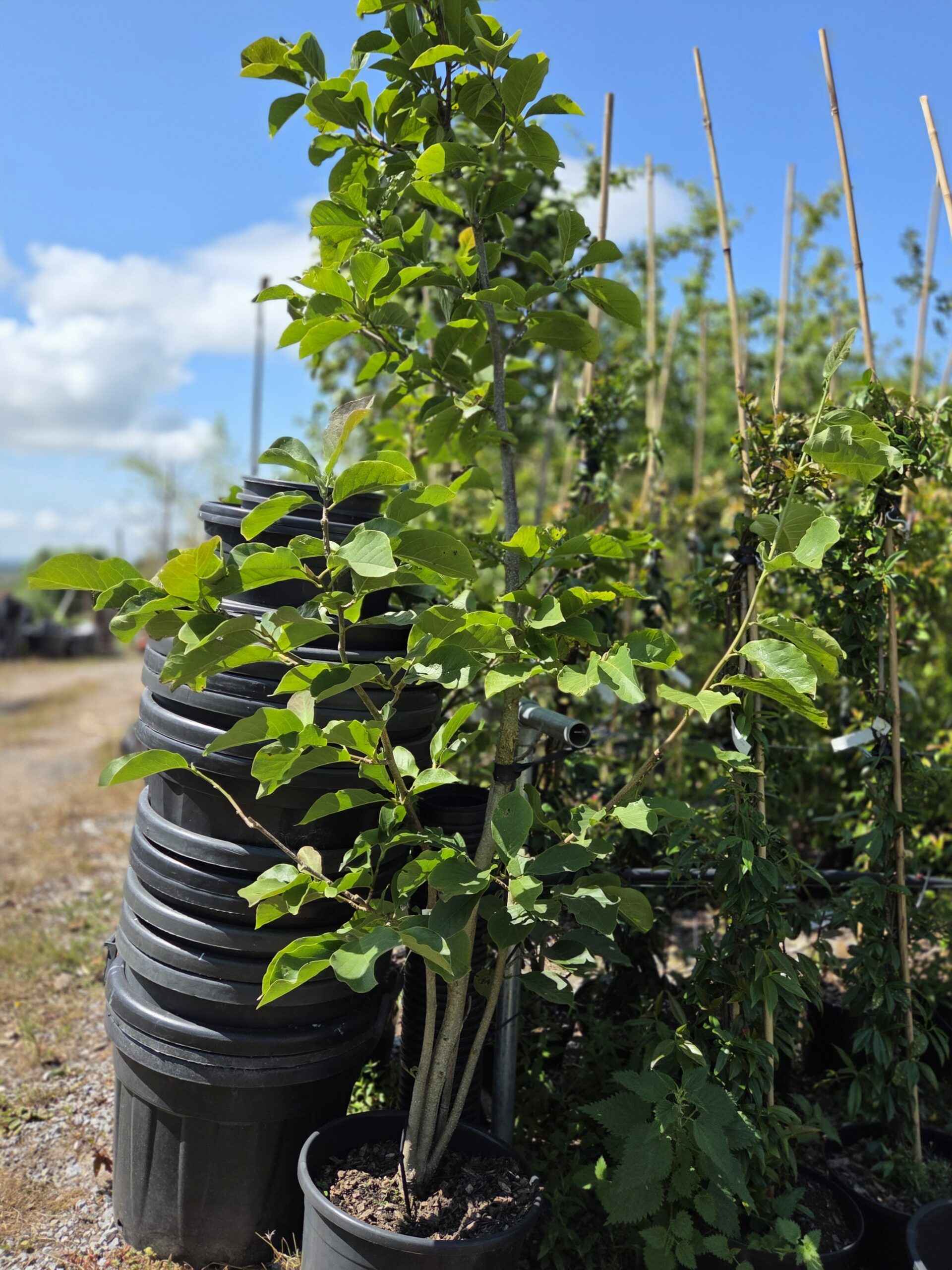 Magnolia ‘Big Dude’_full_01 Magnolia ‘Big Dude’_full_01