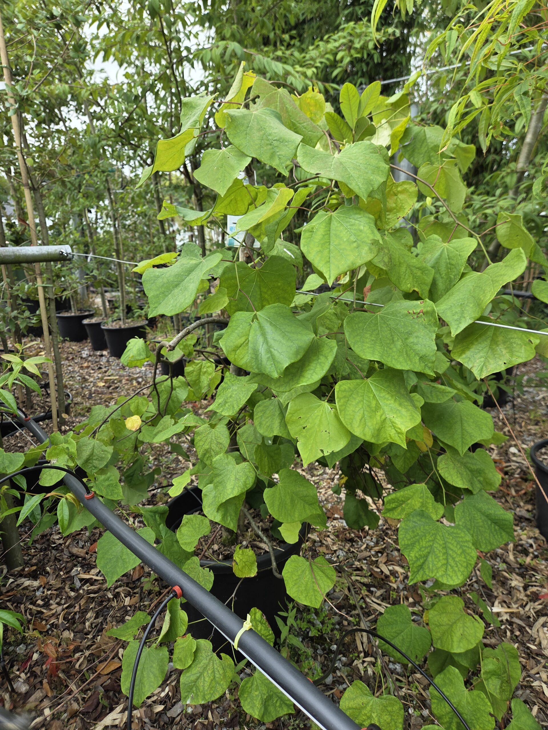 Cercis ‘Lavender Twist’_full_02 Cercis ‘Lavender Twist’_full_02