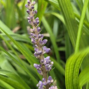 Liriope muscari 'Big Blue'